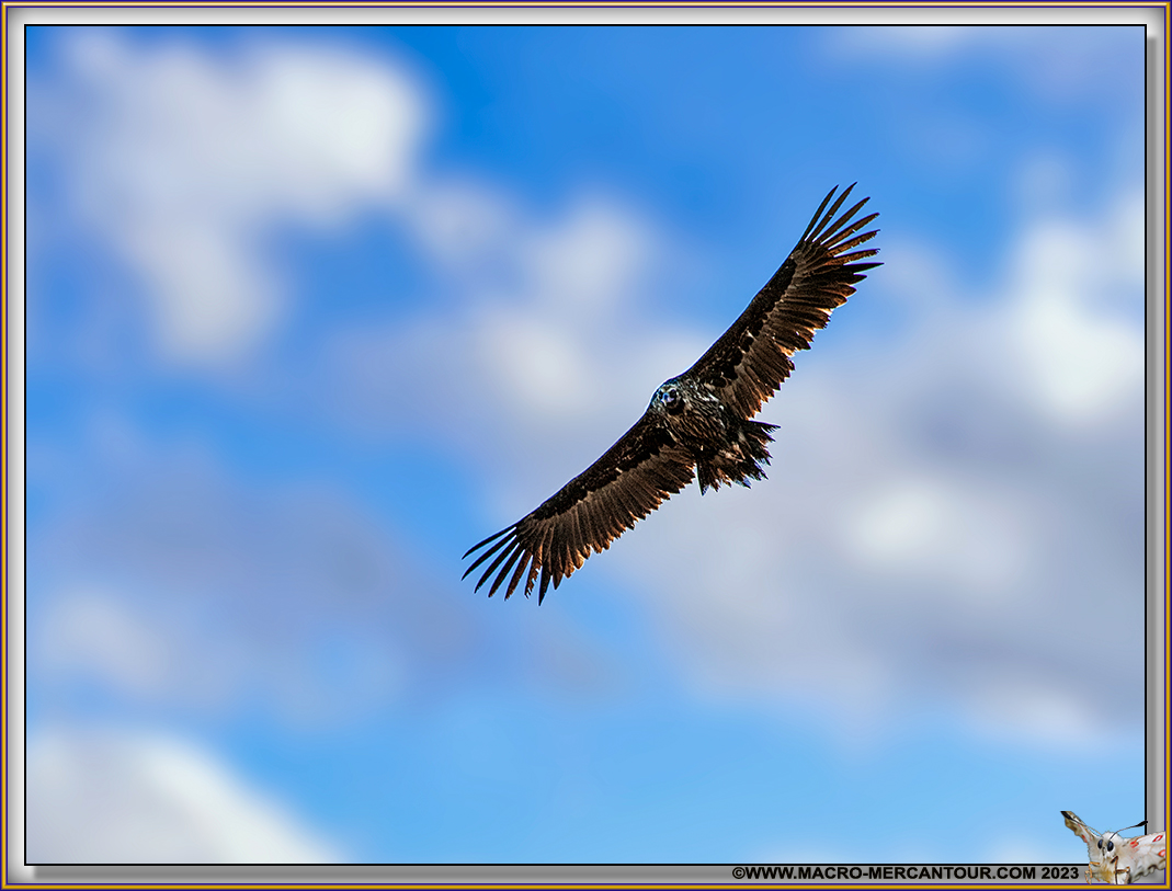 Vautour Moine